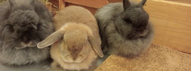 主(⑉• •⑉)さんの壁紙画像