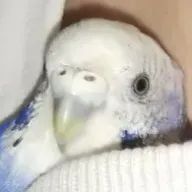 主(⑉• •⑉)さんのアイコン画像