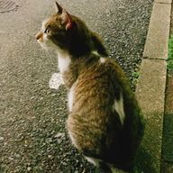 モモコさんのアイコン画像