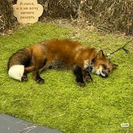 FFelidae🐝さんのアイコン画像