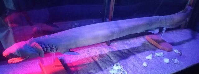 累禍さんの壁紙画像