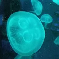 累禍さんのアイコン画像