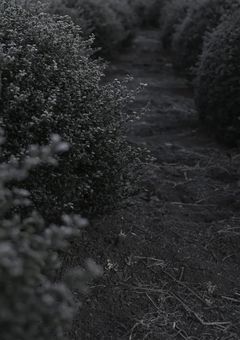 One way emotion,