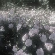 ちょうちょの煮込みさんのアイコン画像