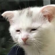みんそるたんさんのアイコン画像
