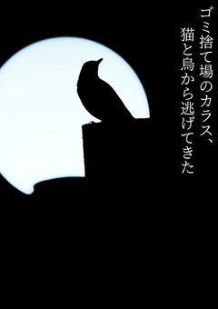 ゴミ捨て場のカラス、猫と烏から逃げてきた