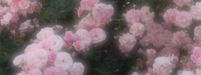 ひめさんの壁紙画像