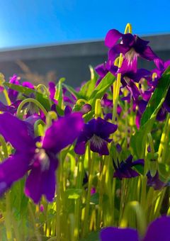 今日好き　恋桜編