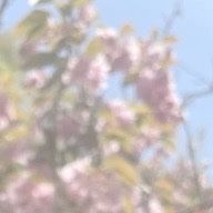 雅楽 有紗𓈒𓏸𓂃໒꒱さんのアイコン画像