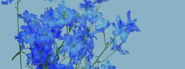 Machikoさんの壁紙画像