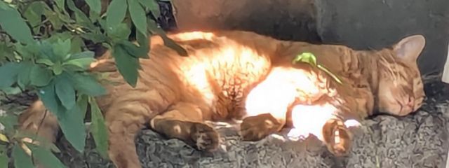再生可能🐈‍⬛ ͗️✒️さんの壁紙画像
