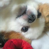 瑠璃（🐢更新中💦）さんのアイコン画像