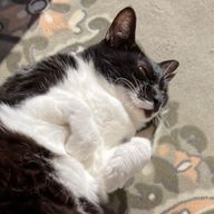 Nyahoさんのアイコン画像