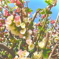 あーあさんのアイコン画像