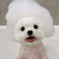 SANA IUさんのアイコン画像