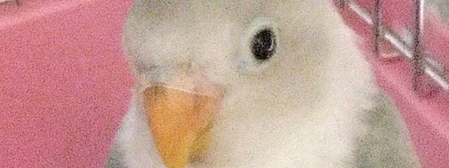 缶kan!さんの壁紙画像