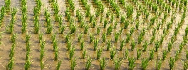 バニラななさんの壁紙画像