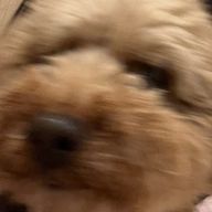 バニラななさんのアイコン画像