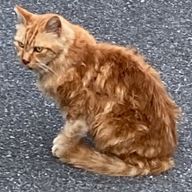 kokkoさんのアイコン画像