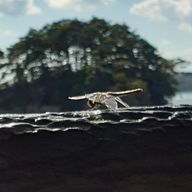 雷さんのアイコン画像