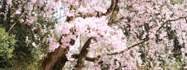 メメさんの壁紙画像