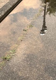 舗採さんについてしろう！！の会