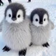 ℝ𝕦𝕚.🐈‍⬛💙‎さんのアイコン画像