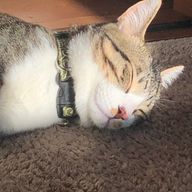 オリバー大好きマンさんのアイコン画像