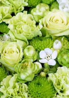 兄弟に愛されすぎて困ってます