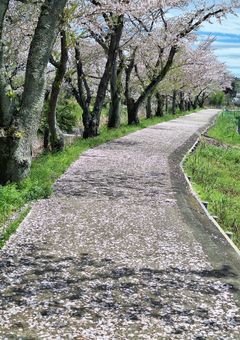 姫は本当に姫でした