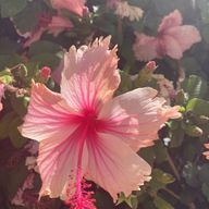 銀河伝説さんのアイコン画像