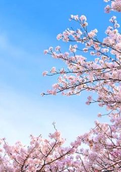 あの丘の桜が咲く頃に