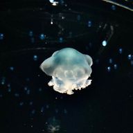 jellyfishさんのアイコン画像