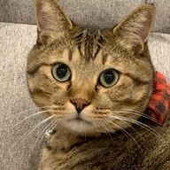 ぽっぽさんのアイコン画像