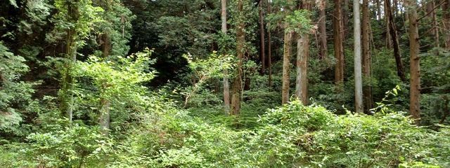 てきーらさんの壁紙画像