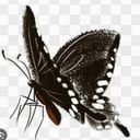 é»è¶ïŒã³ã¯ïŒ