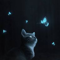 蝶猫🦋さんのアイコン画像