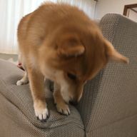 らむねさんのアイコン画像