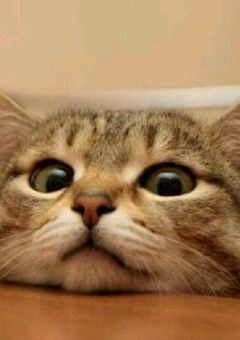 はじめにゃして。🐱