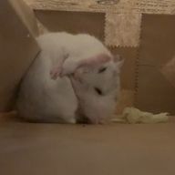 うぱるんさんのアイコン画像