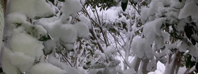 夜月さんの壁紙画像