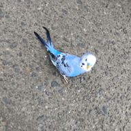 インコさんのアイコン画像
