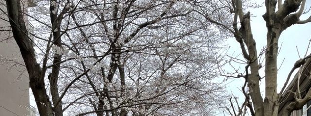 まっしゃさんの壁紙画像