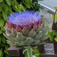 アーティーチョークさんのアイコン画像