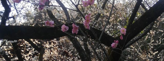 嵐士（暫く低浮上）さんの壁紙画像