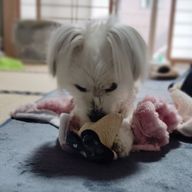 雪 ／ 💉🎀　｟小説更新週末は⤴️｠さんのアイコン画像