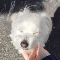 雪【5月より復帰!!!】さんのアイコン画像
