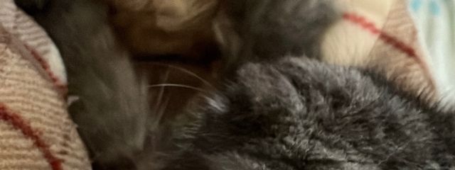 しおん𓂃🫧‪🎧🏙さんの壁紙画像