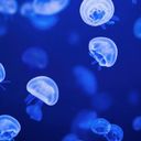 作者クラゲ.。o○