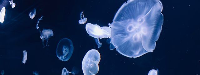 卯月🪼🫧 《ゆったりまったり更新中》さんの壁紙画像